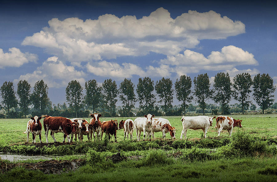 Row of Cattle grazing in a pasture in the Netherlands #2 Photograph by Randall Nyhof