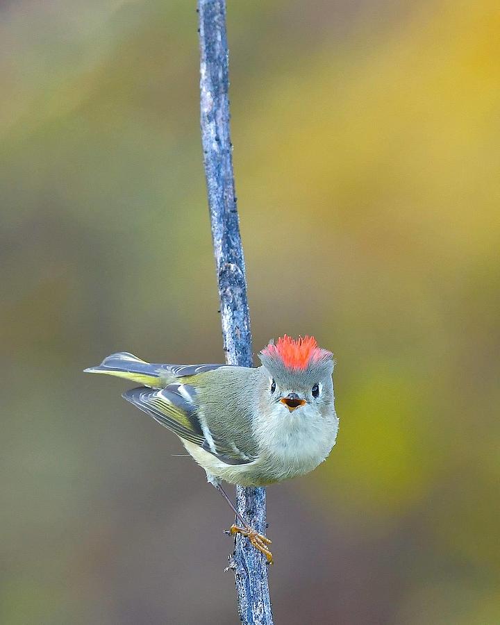 Rubycrowned kinglet Photograph by Dale Vanderheyden Fine Art America