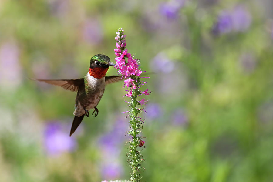 Ruby Throated Hummingbird #2 Photograph by Brook Burling