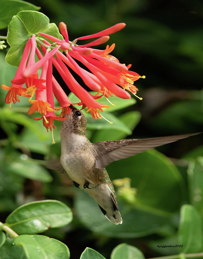 Ruby Throated Hummingbird #2 Photograph by Jeffrey PERKINS