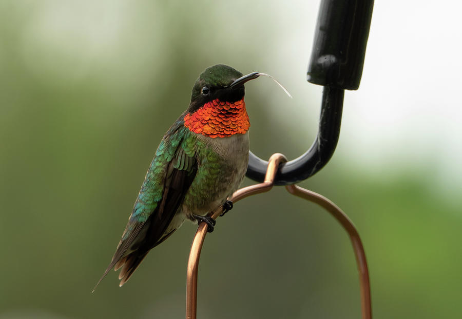 Ruby Throated Hummingbird  #2 Photograph by Sandra Js