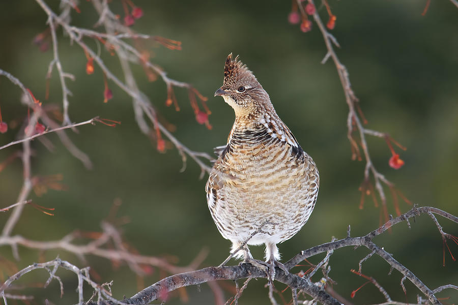 Ruffed Grouse In Pin Cherry Tree #2 Photograph by Brook Burling
