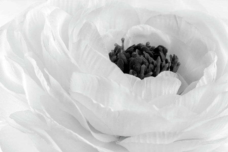 Rununculus Buttercup white flower macro #2 Photograph by Severija Kirilovaite
