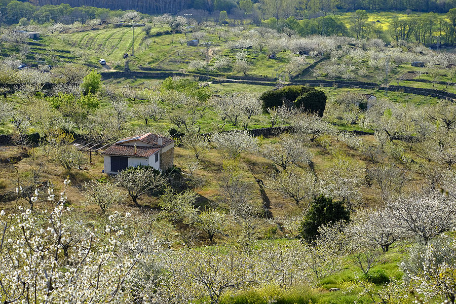 Rustic house in Jerte Valley #2 Photograph by Carlos Sanchez Pereyra