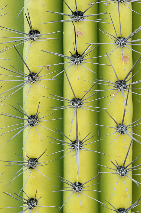 Saguaro Cactus - Carnegiea gigantean - Organ Pipe Cactus National Monument, Arizona, USA #2 Photograph by Kevin Oke