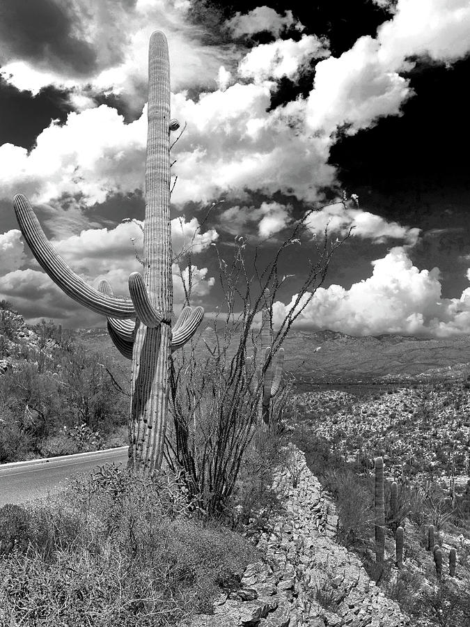Saguaro #2 Photograph by Chris Smith