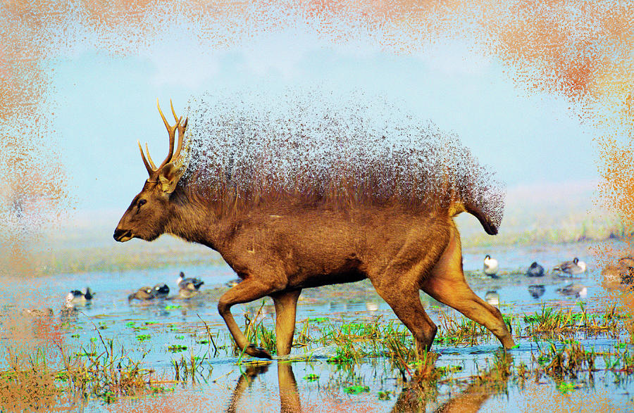 Sambar, Deer, Wild, Animal Digital Art by Raghunandan Kulkarni - Pixels
