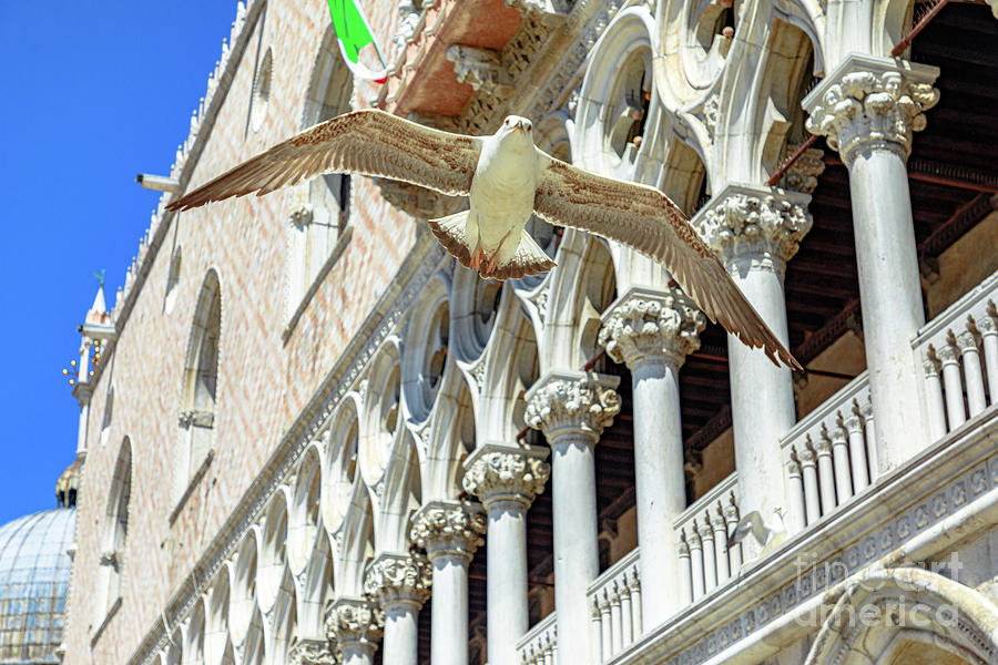 San Marco seagull of Venice city #2 Photograph by Benny Marty