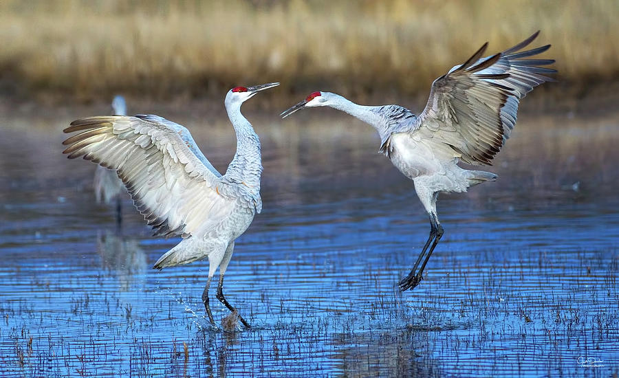 Sandhill Crane Courtship Photograph By Judi Dressler - Fine Art America