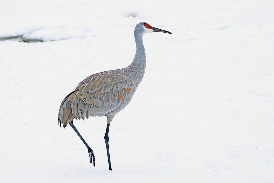 Sandhill Crane in Michigan winter #2 Photograph by Shixing Wen
