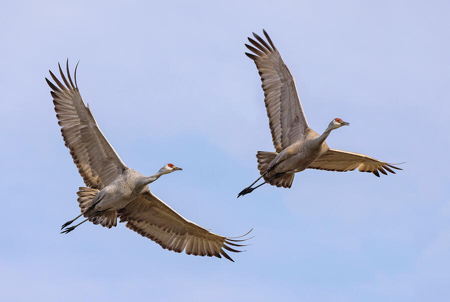 Sandhill Cranes in Flight #2 Photograph by Angie Vogel