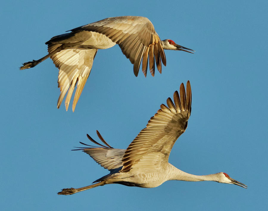 Sandhill Cranes Photograph by Lowell Stevens - Fine Art America