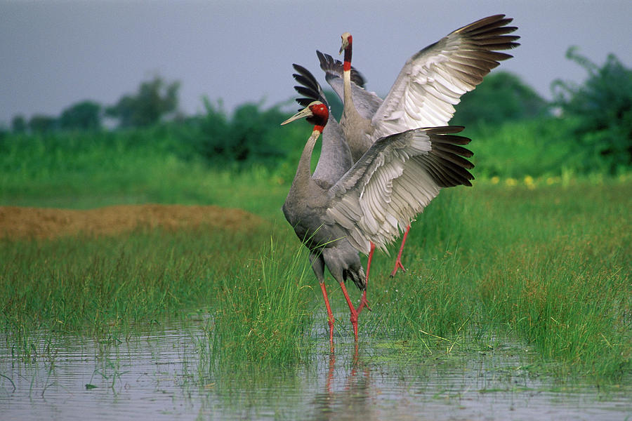 Sarus Cranes Photograph by Hira Punjabi | Fine Art America