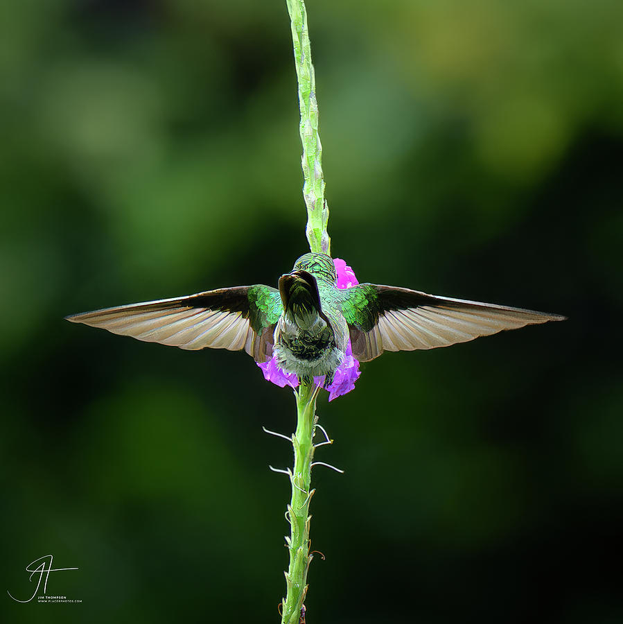 Bird Photograph - Scaly-breasted Hummingbird by Jim Thompson