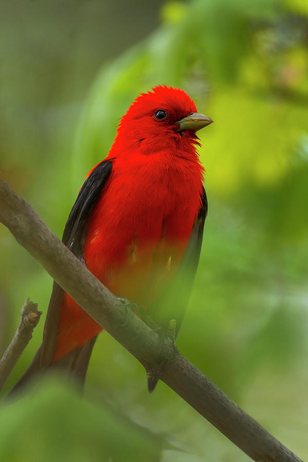 Scarlet Tanager #2 Photograph by Timothy McIntyre