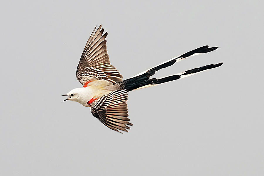 Scissor-tailed Flycatcher #2 Photograph by Alan Lenk