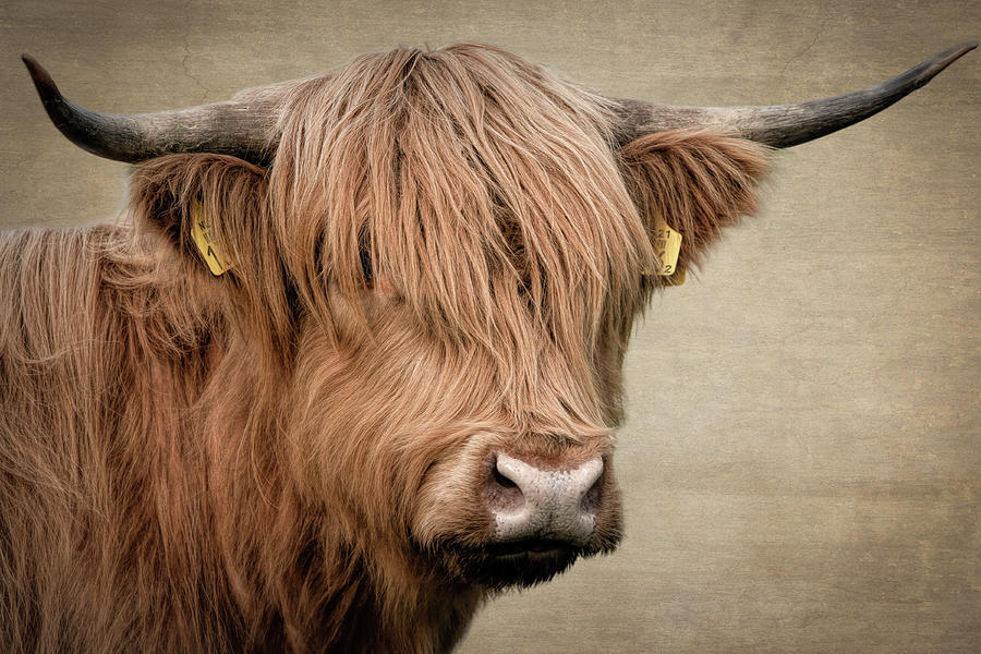 Scottish Highlander Portrait #2 Digital Art by Marjolein Van Middelkoop