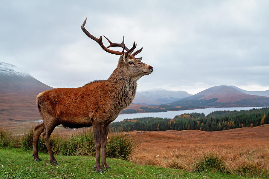 Scottish Red Deer Stag-Glencoe #2 Photograph by Grant Glendinning