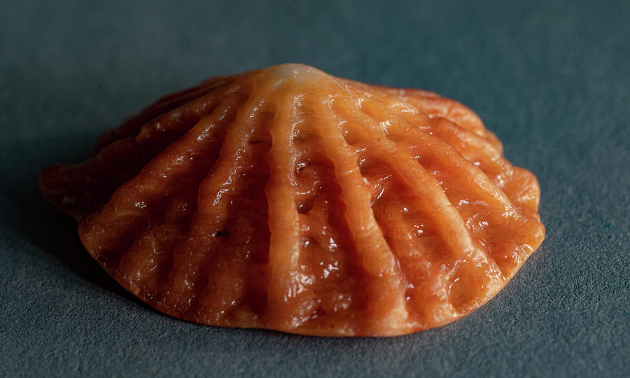 Sea Shells #2 Photograph by Tommy Farnsworth