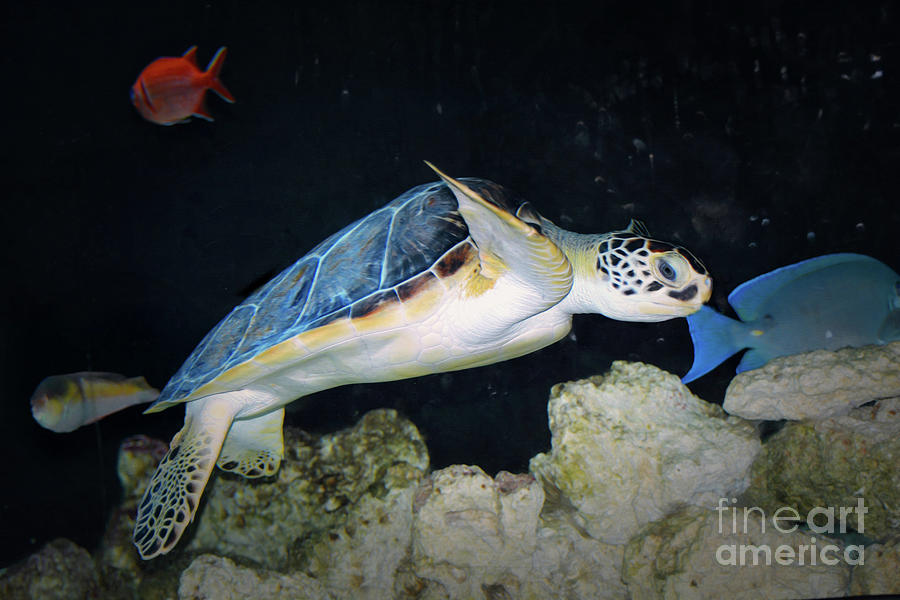 Sea Turtle  #2 Photograph by Savannah Gibbs