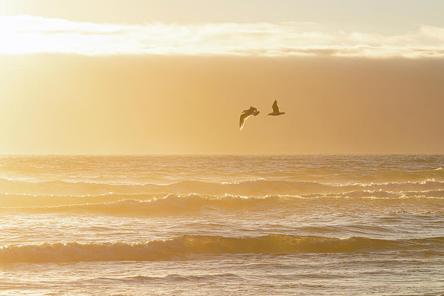 Seagulls at Sunset Photograph by Johanna Froese | Fine Art America