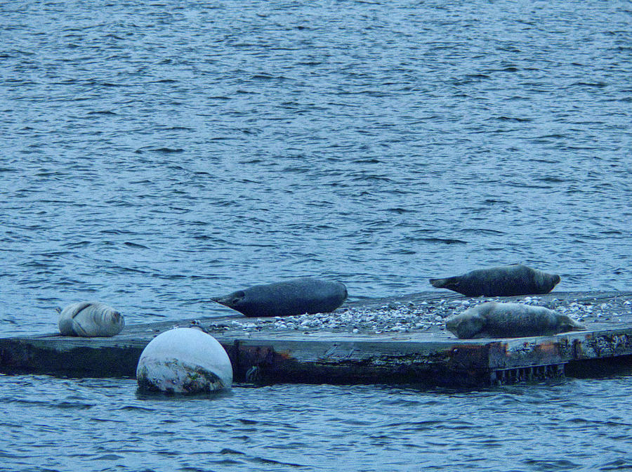 Seals on the Danvers River at Dusk #2 Photograph by Scott Hufford