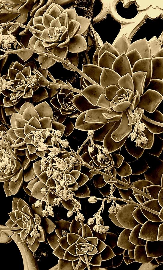 Sepia Succulents #2 Photograph by Loraine Yaffe