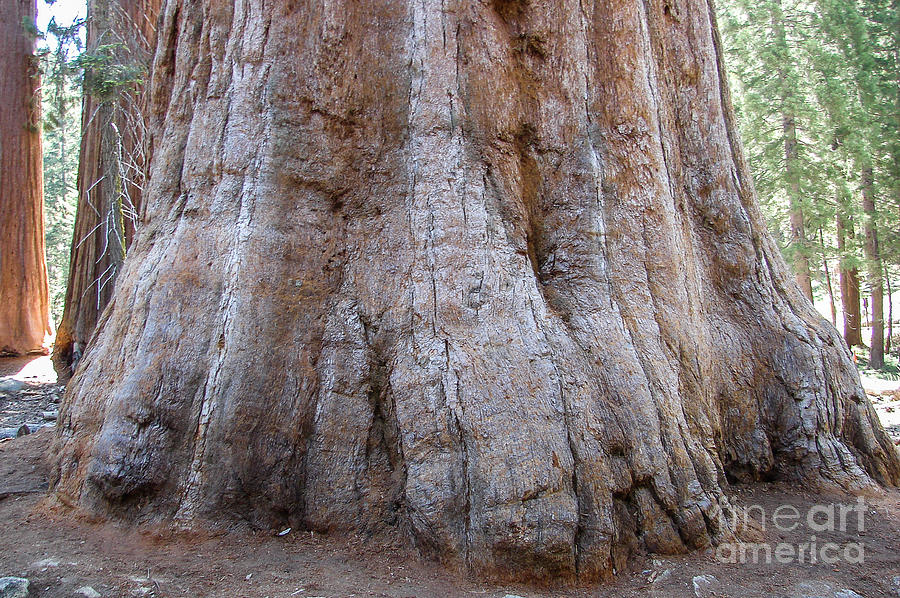 Sequoia National Park Redwood #4 Digital Art by Tammy Keyes