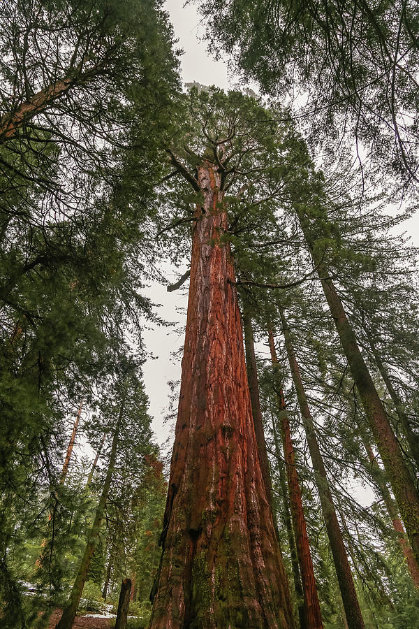 Sequoias #2 Photograph by Alberto Zanoni
