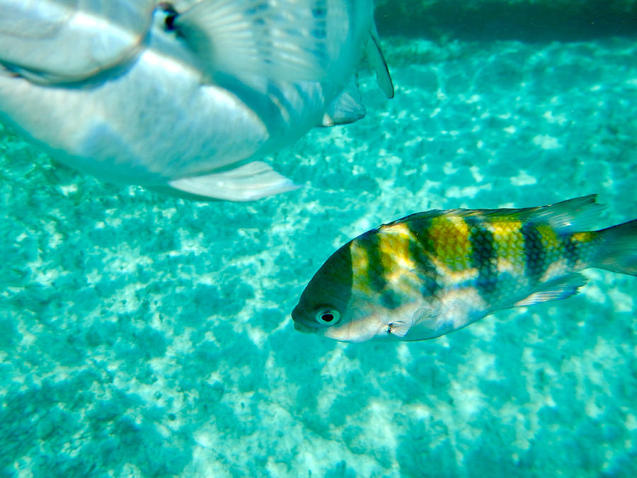 Sergeant Major Damselfish off Isla Mujeres, Mexico #2 Photograph by photo by Pam Susemiehl