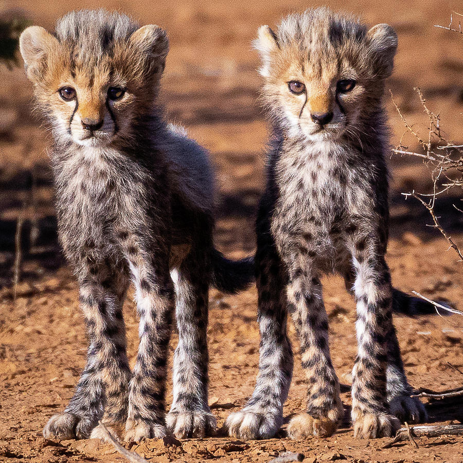 cheetah kittens