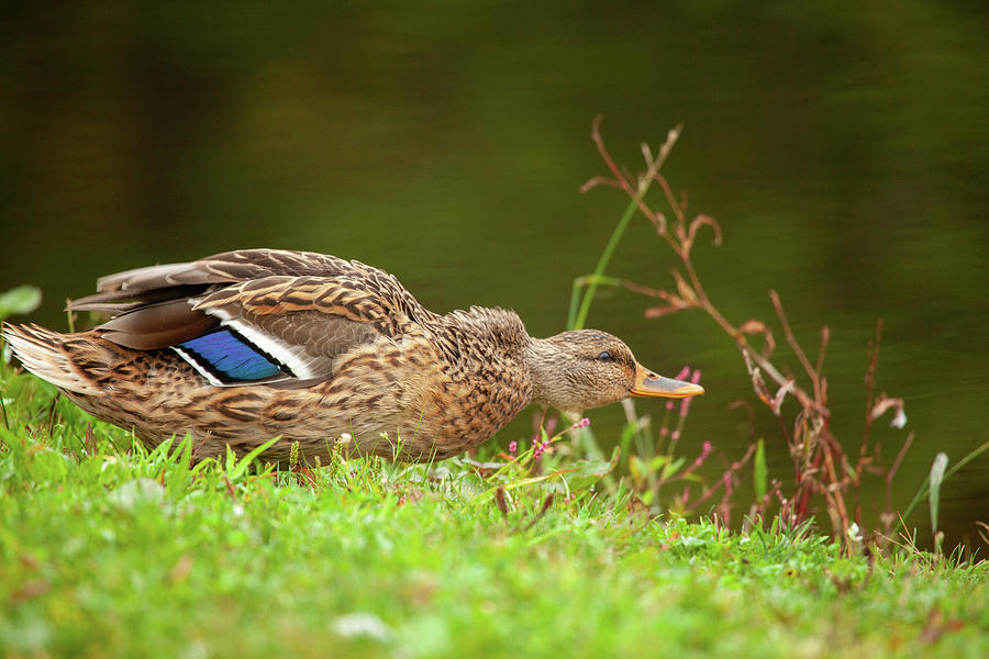 Duck Photograph - Shaking It Off #2 by Karol Livote