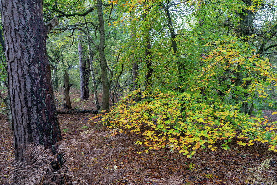 Surrey Hills Photograph - Shere common by Nick Lewis Surrey Hills Photograph - Shere common by Nick Lewis