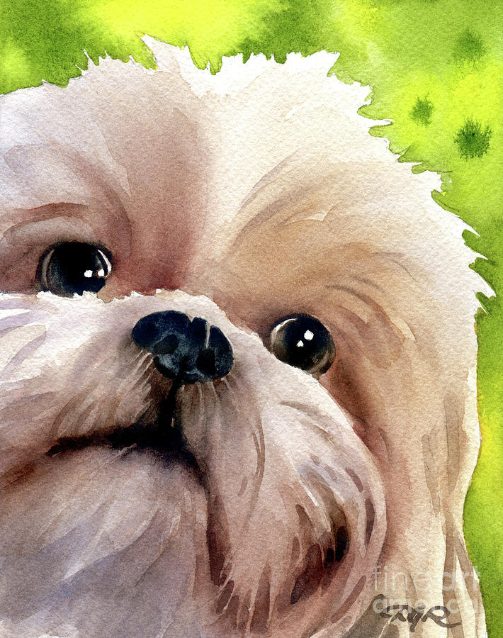 Shih Tzu Painting - Shih Tzu Watercolor Dog Art #2 by David Rogers