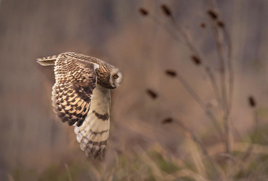 Short-eared Owl in Flight #2 Photograph by Angie Vogel