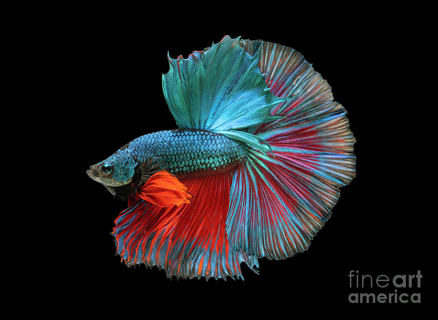 Siamese fighting fish movement on black background. #2 Photograph by Tosporn Preede