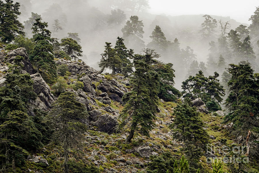 Sierra de las Nieves, National park Spain, within the Serrania de Ronda, Spanish Firs in mist Photograph by Perry Van Munster