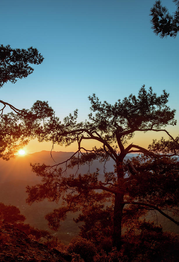 Sunset Photograph - Silhouette of a forest pine tree during blue hour with bright sun at sunset. #2 by Michalakis Ppalis