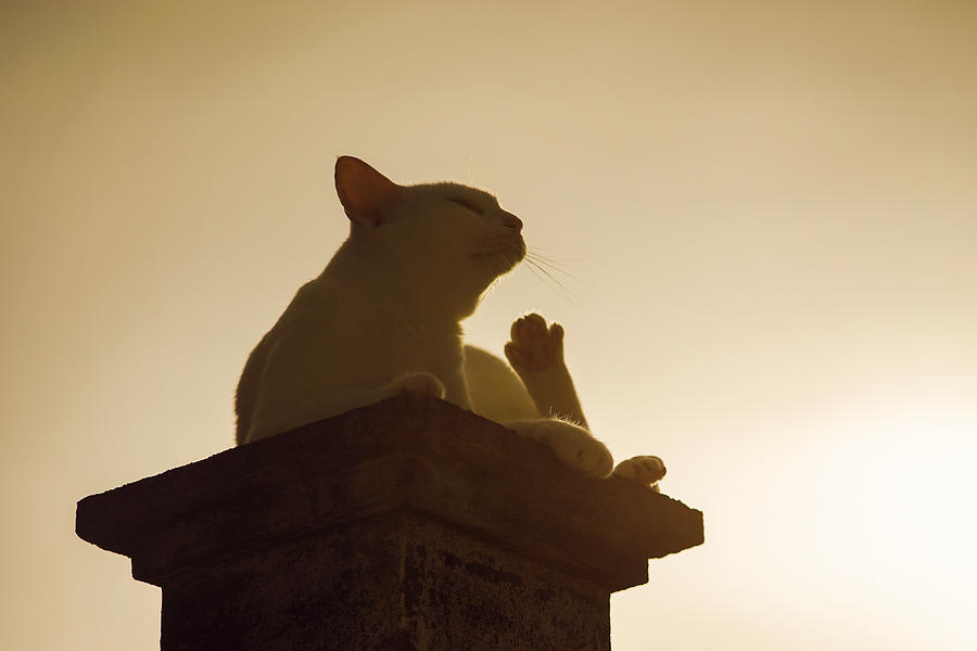 Silhouette Thai Cat Sitting On Pillar With Sunset Light #2 Photograph by IttoIlmatar