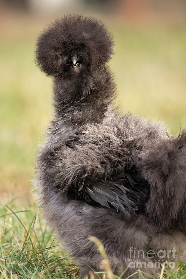 Silkie Chicken Photograph by Jeannette Hunt
