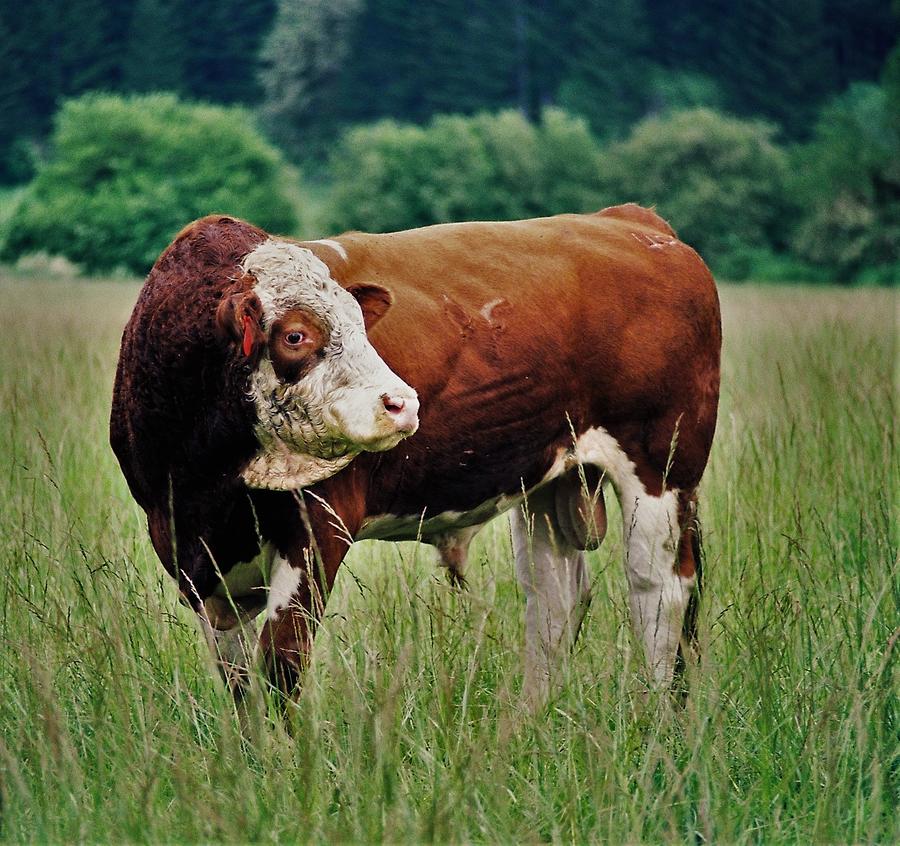 Simmental Bull #2 Photograph by Larry Campbell