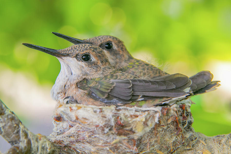 Hummingbird Photograph - Sitting Pretty #2 by Kent Keller