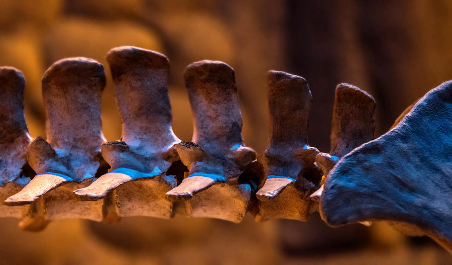 Skeleton of animals spine #2 Photograph by Hillary Kladke