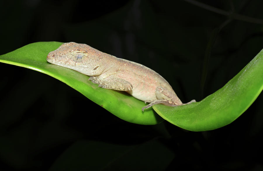 Sleeping Anole #2 Photograph by Larah McElroy