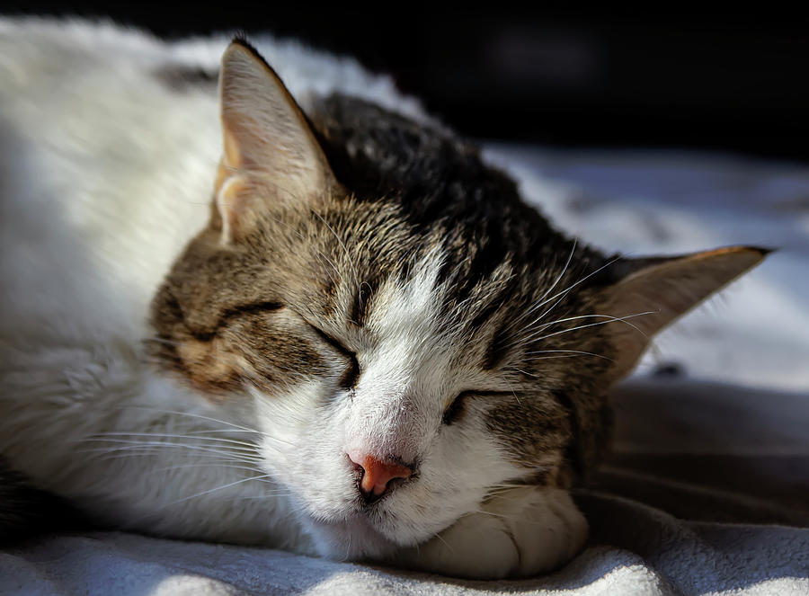 Sleeping Cat #2 Photograph by Robert Ullmann