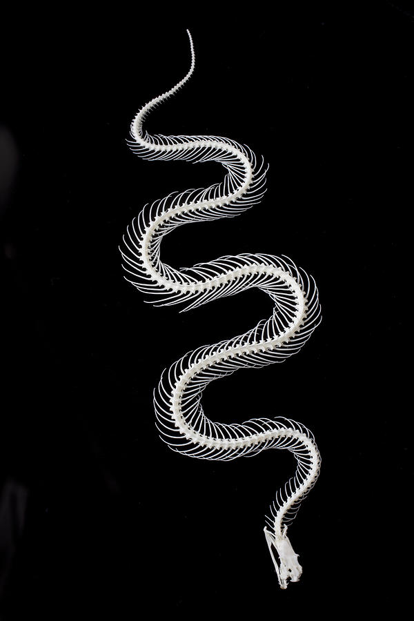 Snake skeleton #2 Photograph by Garry Gay
