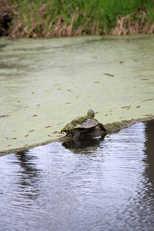 Snapping Turtle #2 Photograph by Linda Kerkau