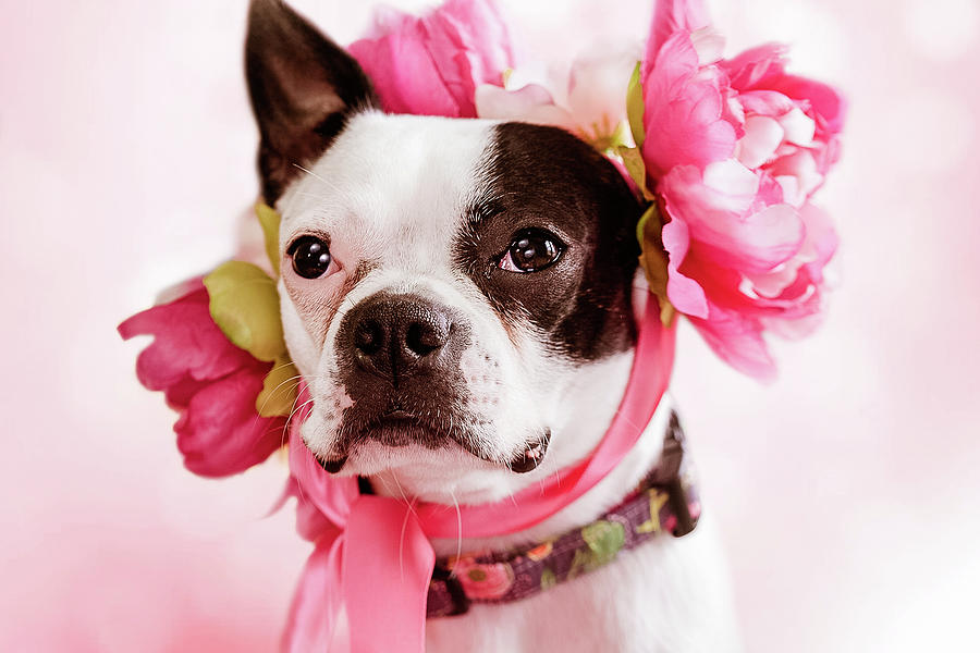 Snow with Peonies, Boston Terrier Dog Photograph by Jeanette Fellows