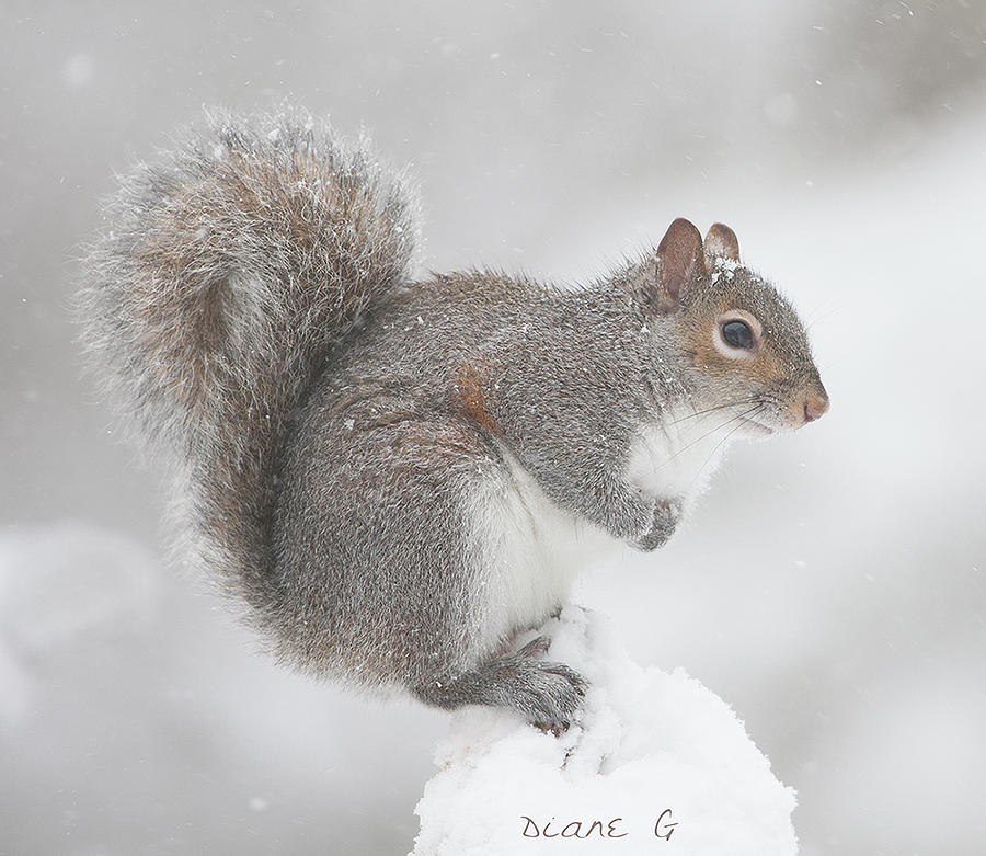 Snow Squirrel #2 Photograph by Diane Giurco