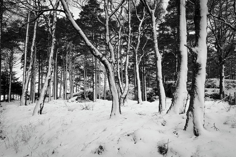 Snowdonia National Park Photograph - Snow Trees I #2 by Peter OReilly